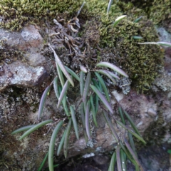 Dockrillia striolata (Streaked Rock Orchid) at Tianjara, NSW - 21 Aug 2024 by RobG1