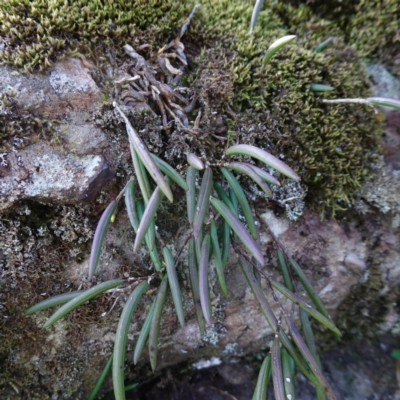 Dockrillia striolata (Streaked Rock Orchid) at Tianjara, NSW - 21 Aug 2024 by RobG1