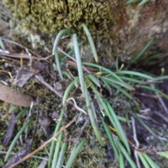 Dockrillia striolata at Tianjara, NSW - 21 Aug 2024