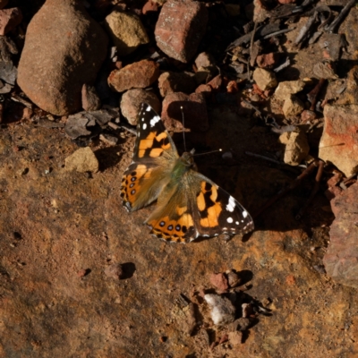 Vanessa kershawi (Australian Painted Lady) at Bruce, ACT - 23 Aug 2024 by RobertD