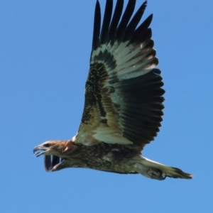 Haliaeetus leucogaster at Houtman Abrolhos, WA - 19 Apr 2024 03:22 PM