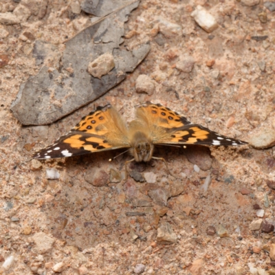 Vanessa kershawi (Australian Painted Lady) at Bruce, ACT - 23 Aug 2024 by RobertD