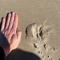 Cervidae (family) at Port Macquarie, NSW - 28 Jul 2024 by STJ