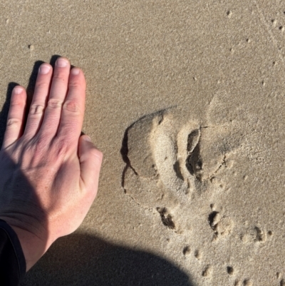 Unidentified Mammal at Port Macquarie, NSW - 28 Jul 2024 by STJ