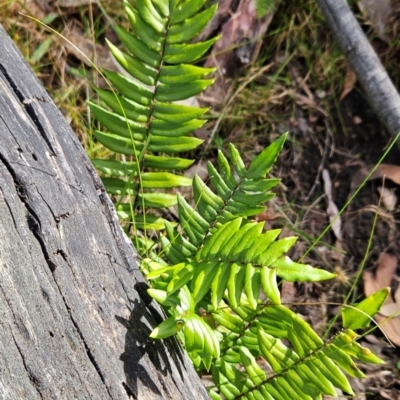 Pellaea calidirupium (Hot Rock Fern) at Greenway, ACT - 23 Aug 2024 by BethanyDunne