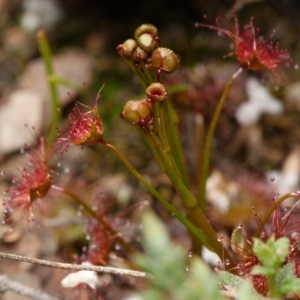 Drosera auriculata at Aranda, ACT - 23 Aug 2024