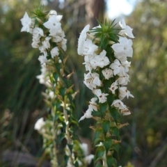 Woollsia pungens (Snow Wreath) at Tianjara, NSW - 21 Aug 2024 by RobG1