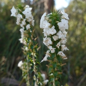 Woollsia pungens at Tianjara, NSW - 21 Aug 2024