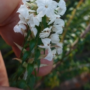 Woollsia pungens at Tianjara, NSW - 21 Aug 2024