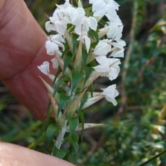 Woollsia pungens at Tianjara, NSW - 21 Aug 2024