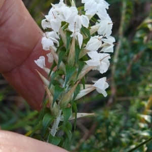 Woollsia pungens at Tianjara, NSW - 21 Aug 2024 02:28 PM