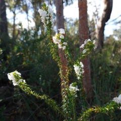 Woollsia pungens at Tianjara, NSW - 21 Aug 2024