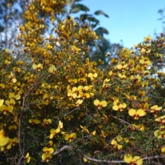 Dillwynia ramosissima (Bushy Parrot-pea) at Tianjara, NSW - 21 Aug 2024 by RobG1