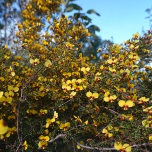 Dillwynia ramosissima at Tianjara, NSW - 21 Aug 2024