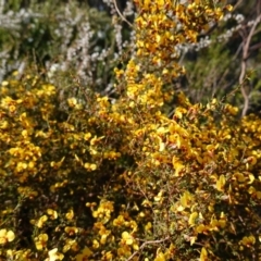 Dillwynia ramosissima at Tianjara, NSW - 21 Aug 2024 02:33 PM