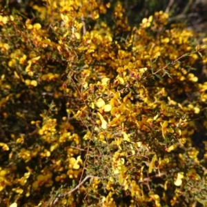 Dillwynia ramosissima at Tianjara, NSW - 21 Aug 2024