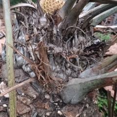 Unidentified Plant at Hydes Creek, NSW - 23 Aug 2024 by jason_john