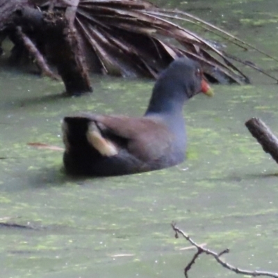 Gallinula tenebrosa (Dusky Moorhen) at Mon Repos, QLD - 23 Aug 2024 by lbradley