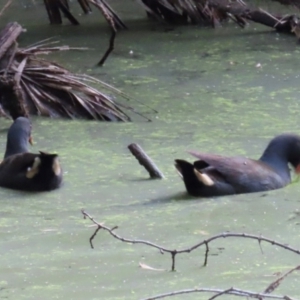 Gallinula tenebrosa at Mon Repos, QLD - 23 Aug 2024 05:18 PM