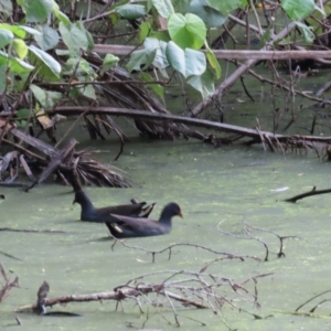 Gallinula tenebrosa at Mon Repos, QLD - 23 Aug 2024 05:18 PM