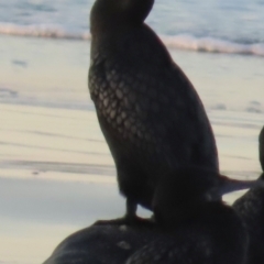 Phalacrocorax sulcirostris (Little Black Cormorant) at Mon Repos, QLD - 23 Aug 2024 by lbradley