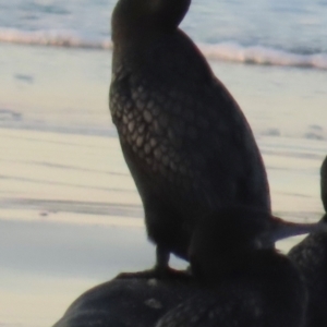 Phalacrocorax sulcirostris at Mon Repos, QLD - 23 Aug 2024 05:06 PM