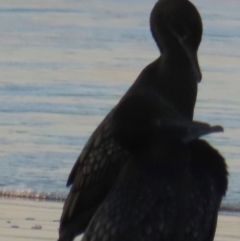 Phalacrocorax sulcirostris at Mon Repos, QLD - 23 Aug 2024