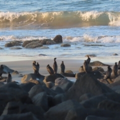 Phalacrocorax sulcirostris at Mon Repos, QLD - 23 Aug 2024 05:06 PM