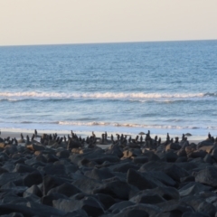 Phalacrocorax sulcirostris at Mon Repos, QLD - 23 Aug 2024 05:06 PM