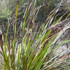 Lepidosperma concavum (Sandhill Sword-sedge) at Jerrawangala, NSW - 21 Aug 2024 by JaneR