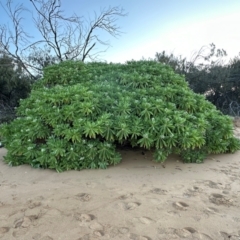 Argusia argentea (Tree Heliotrope) at Mon Repos, QLD - 23 Aug 2024 by lbradley