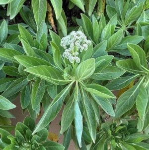 Argusia argentea at Mon Repos, QLD - 23 Aug 2024