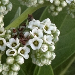 Argusia argentea at Mon Repos, QLD - 23 Aug 2024