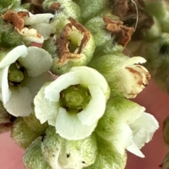 Argusia argentea at Mon Repos, QLD - 23 Aug 2024