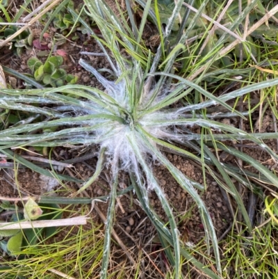 Tragopogon sp. (A Goatsbeard) at Belconnen, ACT - 23 Aug 2024 by SteveBorkowskis