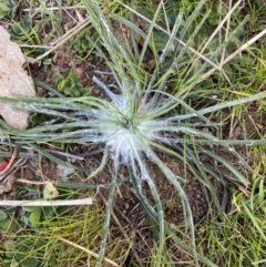 Tragopogon sp. at Belconnen, ACT - 23 Aug 2024