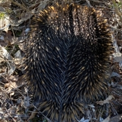 Tachyglossus aculeatus (Short-beaked Echidna) at Denman Prospect, ACT - 23 Aug 2024 by SteveBorkowskis