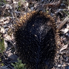 Tachyglossus aculeatus at Denman Prospect, ACT - 23 Aug 2024