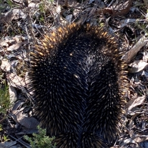 Tachyglossus aculeatus at Denman Prospect, ACT - 23 Aug 2024 01:15 PM