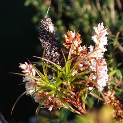 Dracophyllum secundum at Tianjara, NSW - 21 Aug 2024 by RobG1