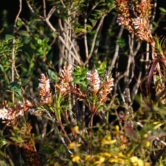 Dracophyllum secundum at Tianjara, NSW - 21 Aug 2024 02:25 PM