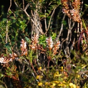 Dracophyllum secundum at Tianjara, NSW - 21 Aug 2024 02:25 PM