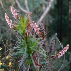 Dracophyllum secundum at Tianjara, NSW - 21 Aug 2024 02:25 PM