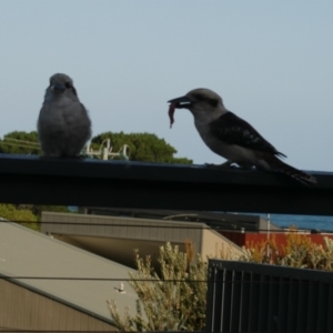 Dacelo novaeguineae at Lorne, VIC - 22 Feb 2022 05:41 PM