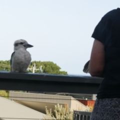 Dacelo novaeguineae at Lorne, VIC - 22 Feb 2022 05:41 PM