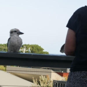 Dacelo novaeguineae at Lorne, VIC - 22 Feb 2022 05:41 PM