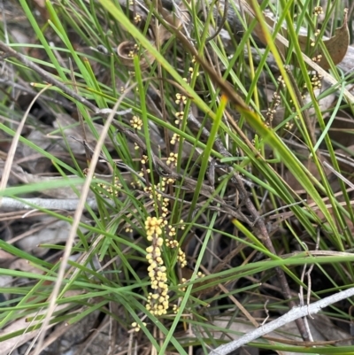 Lomandra filiformis at Tianjara, NSW - 21 Aug 2024 by JaneR