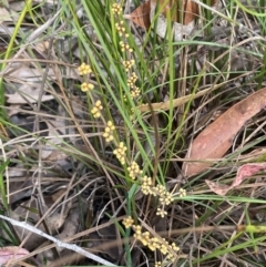Lomandra filiformis at Tianjara, NSW - 21 Aug 2024 02:51 PM