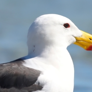 Larus pacificus at Houtman Abrolhos, WA - 19 Apr 2024 03:24 PM