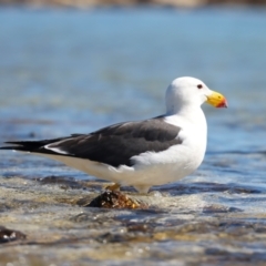 Larus pacificus at Houtman Abrolhos, WA - 19 Apr 2024